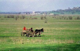 In the steppe / ***