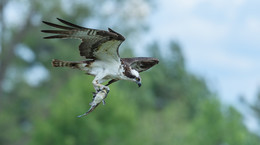 Osprey ​​♂ / ***