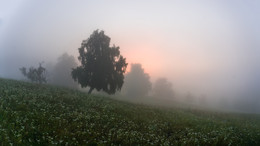 Foggy morning / ***