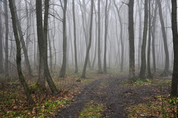 Autumn forest / ***