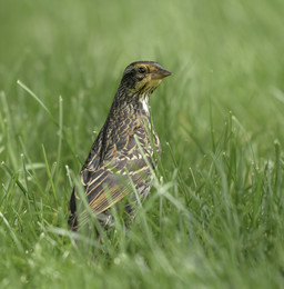 Red-winged Blackbird (female) / ***