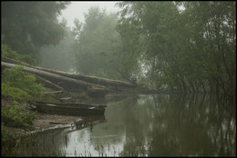 Foggy morning / ***