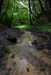 Forest River / ...