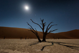 Moonlight night / ***