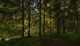 Forest path / ***