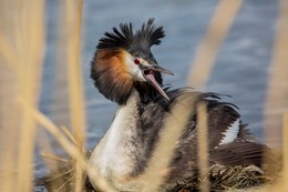 Great Crested Grebe / ***