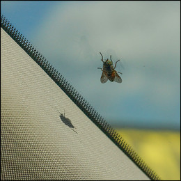 Fellow traveler / ***