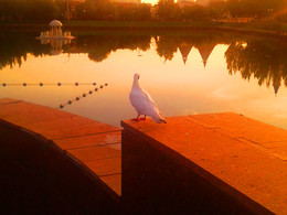 Una Paloma Blanca / ***