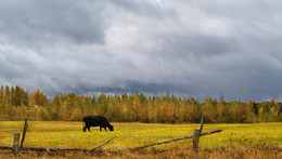 Northern pastoral / ***