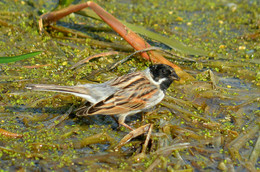 Reed bunting / ***