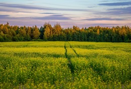 fields / ***