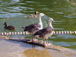 geese / ***