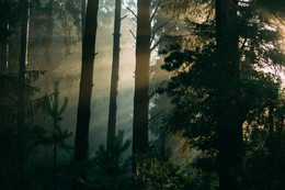 Sunrise in the forest / ***