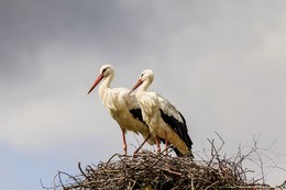 Storks / ***