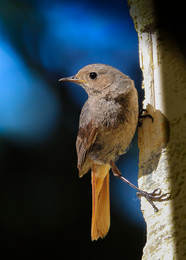| Black Redstart | / wildlife