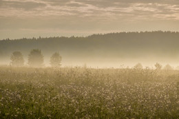 Dandelion field / ***