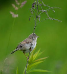 Gray Warbler / ***