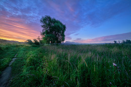 Tree by the road / ***