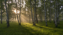 Birch morning / ***