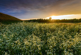 Valley ... / ***