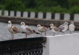 Seagulls / ***