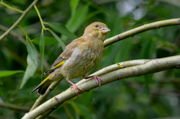 Young greenfinch / ***