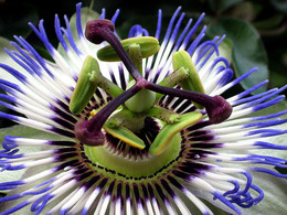 passionflower / ***