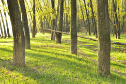 Spring forest. / ***