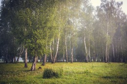 Morning in the forest. / ***