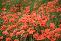Poppy field / www.voffka.com.ua