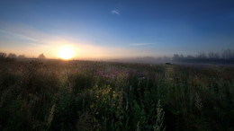 in the morning / ***