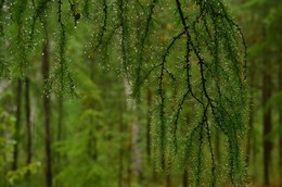Rainy morning / ***