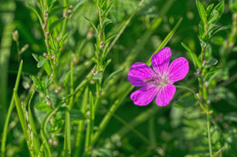 Wild flower / ***