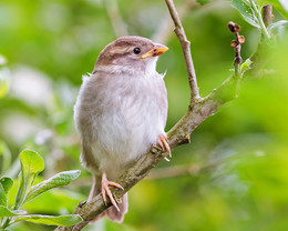 sparrow / ***