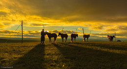 The Naadam / horse race