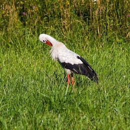 Stork / ***