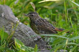 Young Bluethroat / ***