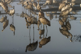 I look at you like a mirror ... / ***