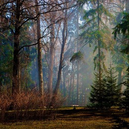 Morning in old park / Utro v starom parke