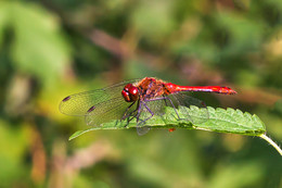 Dragonfly / ***