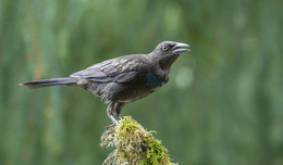 Common Grackle (juvenile) / ***