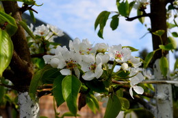 Flowering branch of Apple / ***