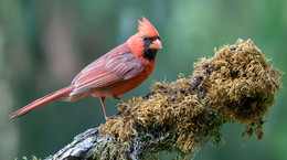 Northern Cardinal / ***