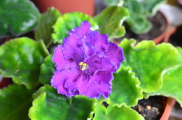 Beautiful violet / ***