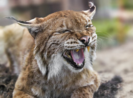 Lynx / ***