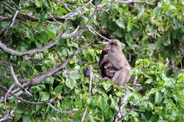 &nbsp; / Tailand, Monkey Beach