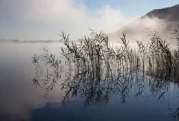 Foggy morning / ***