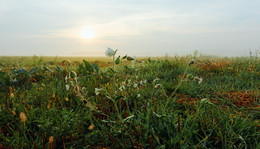 Grassland / ***