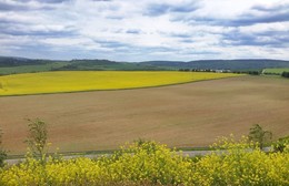 Rapeseed field / ***