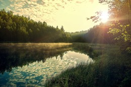 Morning in the forest / ***